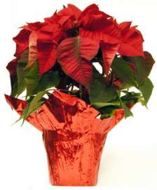 poinsettia plant