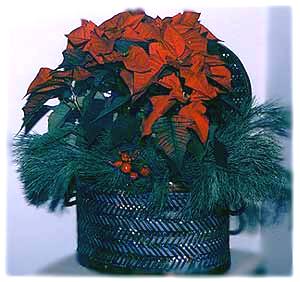 poinsettia display