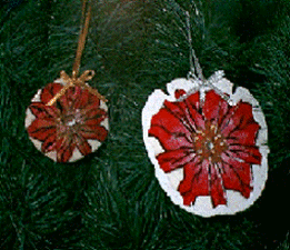 sand dollar poinsettia