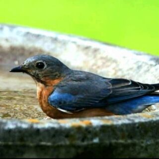 bluebird arriving in a bird bath