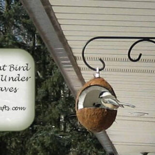 chickadee feeding from a coconut bird feeder