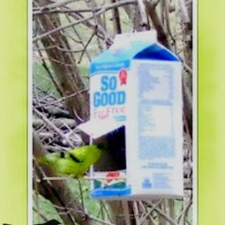 milk carton bird feeder