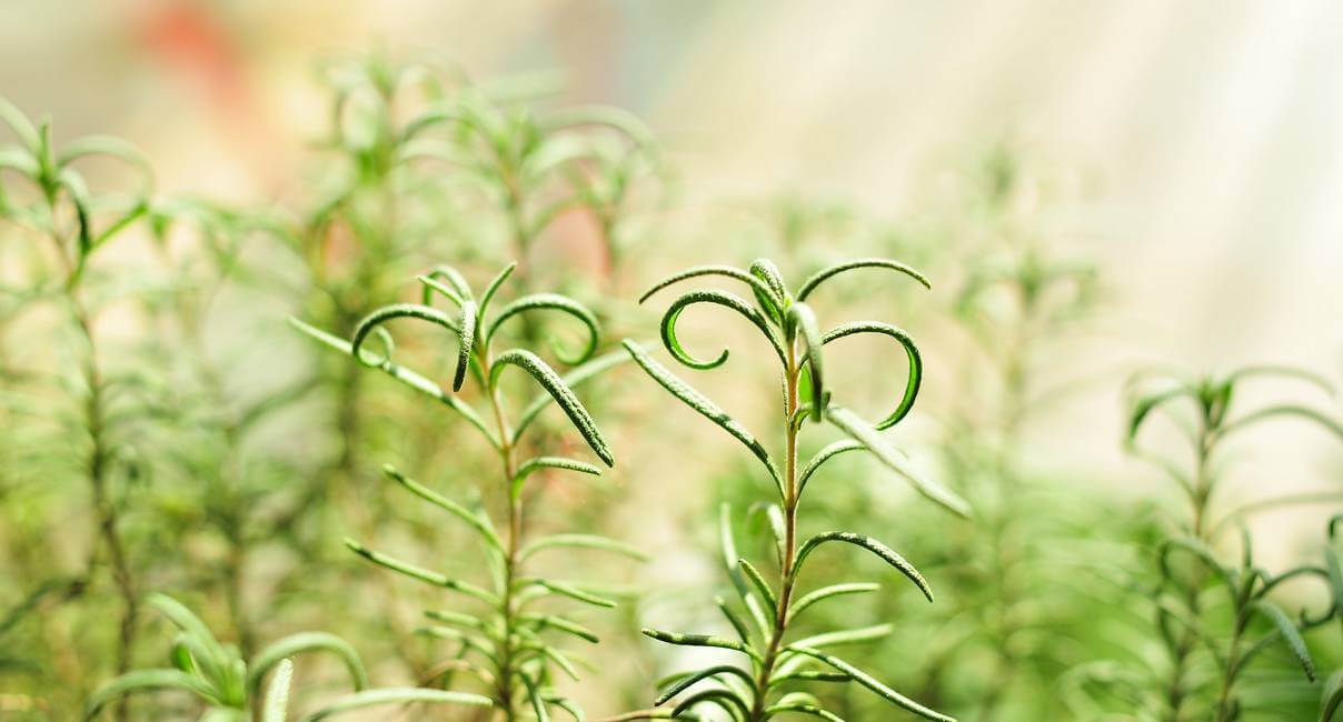 delicate rosemary leaves growing on plant