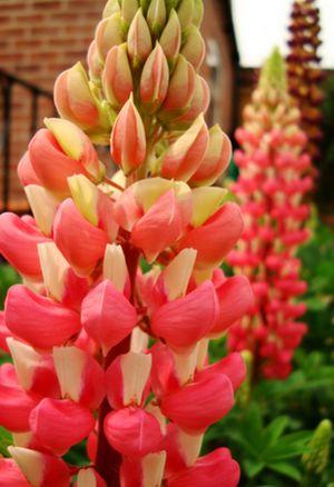 Lupinus Polyphyllus Hybrid