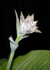 hosta flower