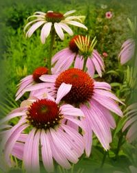 purple coneflowers in bloom