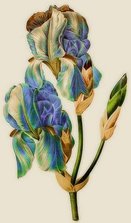 vintage iris botanical print