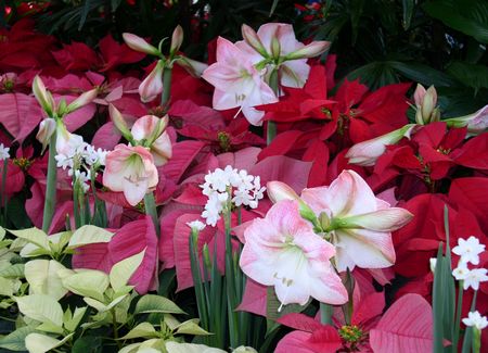 Christmas amaryllis