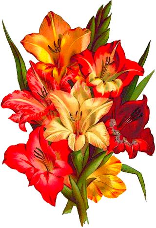 botanical painting of mixed gladiolus bouquet