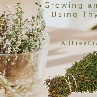 growing and using thyme