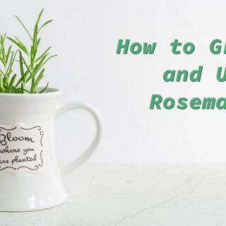 how to grow and use rosemary