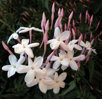 jasmine flowers