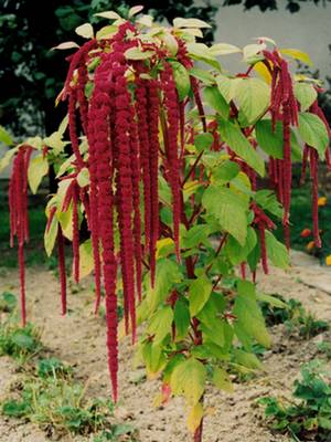 love lies bleeding