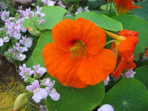 nasturtiums