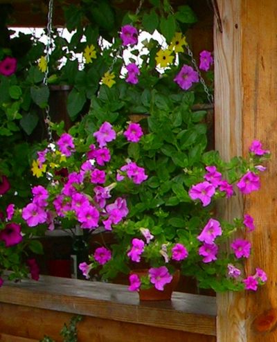 purple petunias