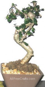 bonsai tree