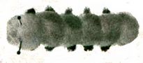 pompom caterpillar