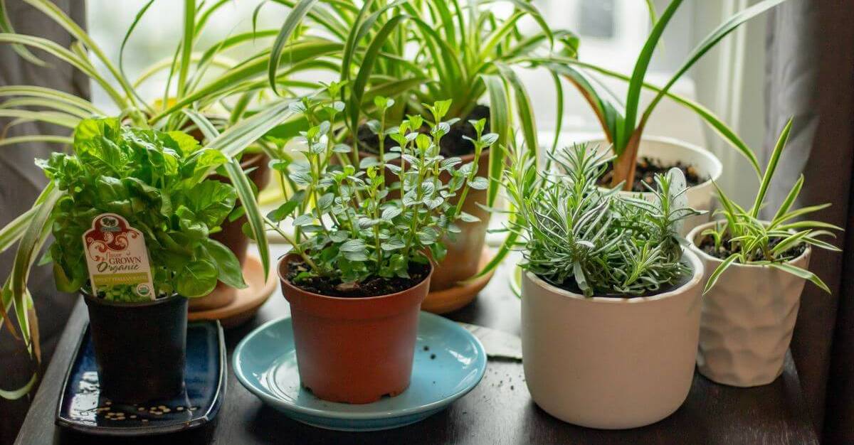 herbs growing indoors