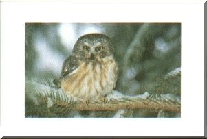 owl Christmas card mounted as wall art