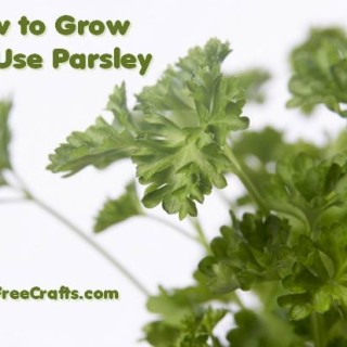 how to grow parsley