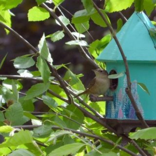 wren perched on a decoupage bird box