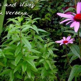 lemon verbena growing next to purple coneflower