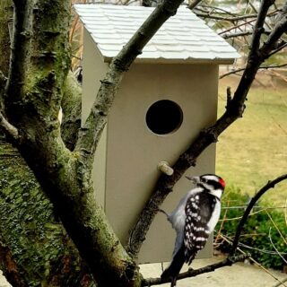 bird house with a recycled bread clip tiled roof