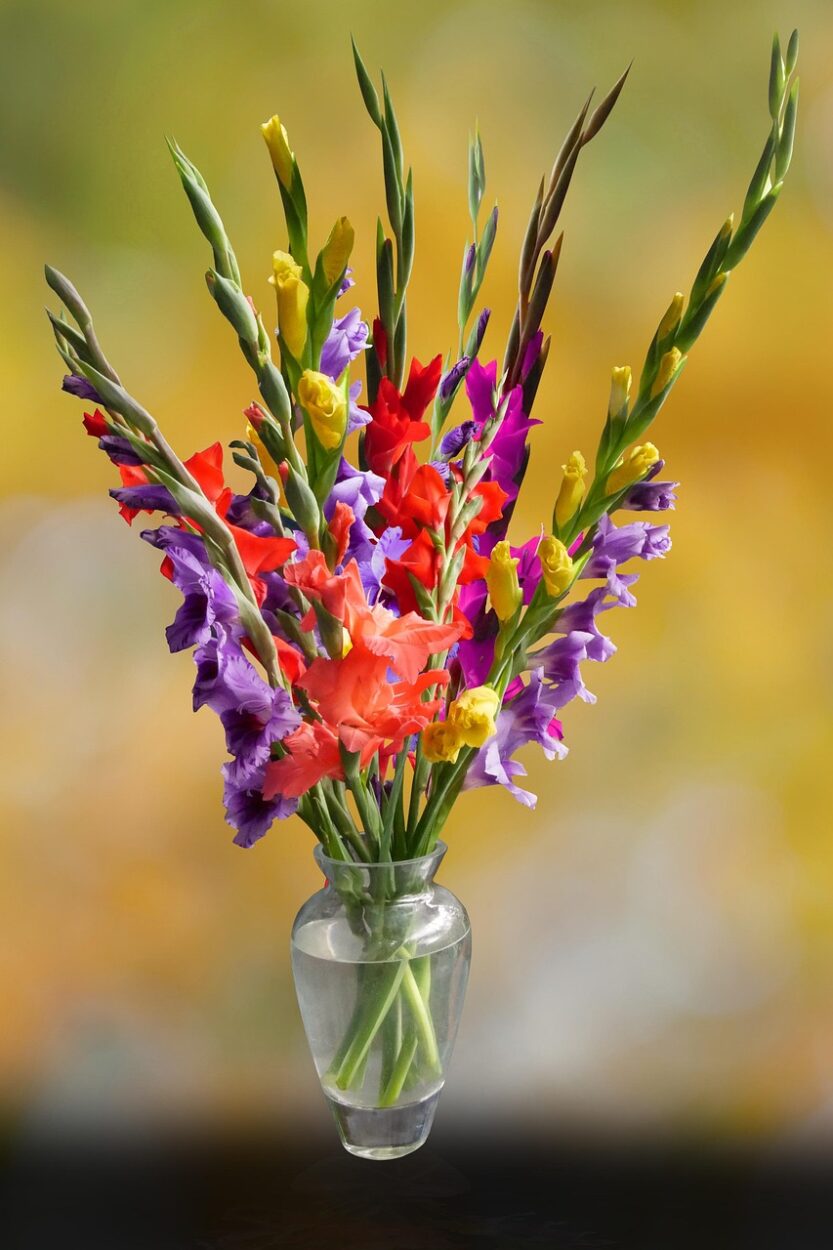 Simple bouquet of multi-coclored gladd stems.