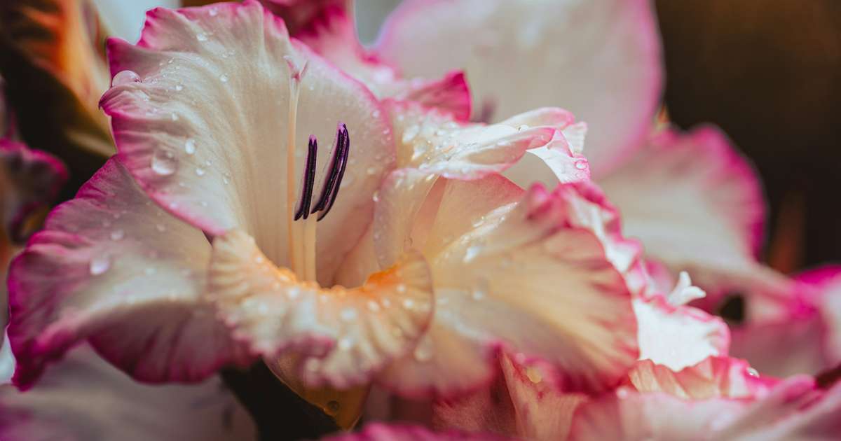 closeup of a pink and white gladioli flower